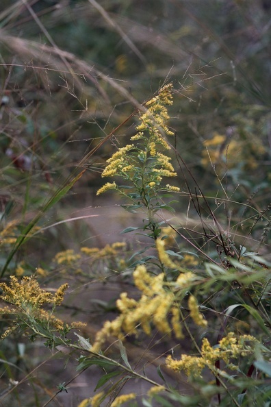 Fall in the Big South Fork
